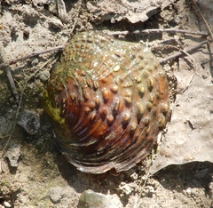 Cyclonaias tuberculata
