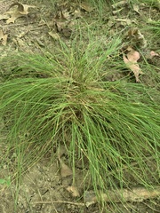 Carex bromoides
