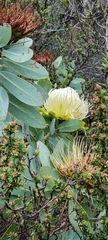 Protea nitida