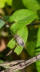 Brachycarenus tigrinus