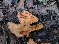Lactarius thyinos