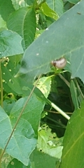 Doryphorina