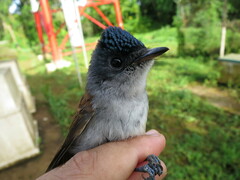 Terpsiphone atrochalybeia