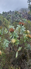 Protea nitida