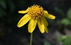 Arnica