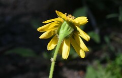 Arnica
