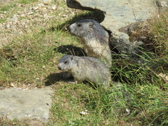 Marmota marmota
