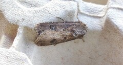 Agrotis bigramma