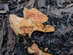 Lactarius thyinos