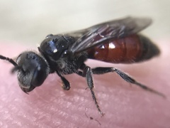 Sphecodes