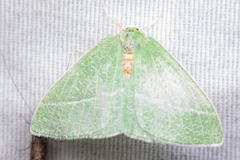 Chlorosea banksaria