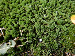 Bryum argenteum