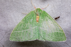 Chlorosea banksaria