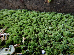 Bryum argenteum