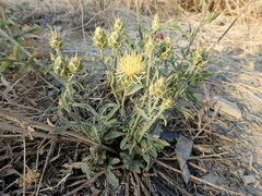 Centaurea salonitana