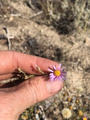 Erigeron breweri porphyreticus