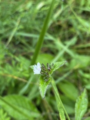 Elephantopus carolinianus
