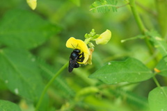 Xylocopa micans