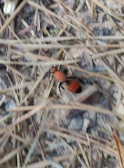 Dasymutilla bioculata