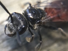 Sphecodes