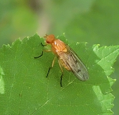 Sciomyzoidea
