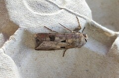 Agrotis exclamationis