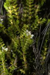 Diosma oppositifolia