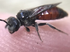 Sphecodes