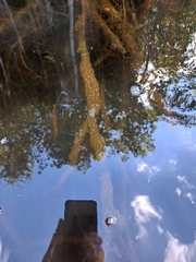 Pectinatella magnifica