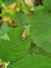 Sciomyzoidea