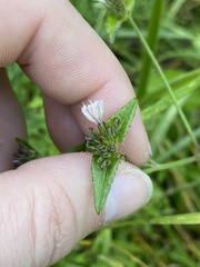 Elephantopus carolinianus