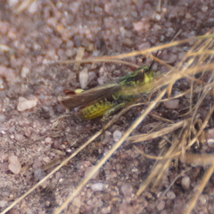 Chorthippus binotatus