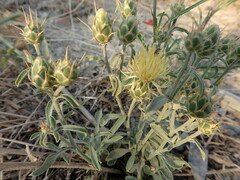 Centaurea salonitana