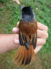 Terpsiphone atrochalybeia