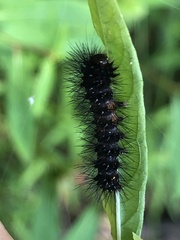 Hypercompe scribonia