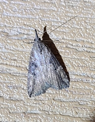 Hypena