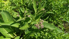 Symphytum officinale