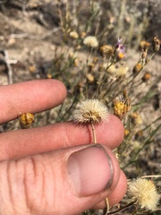 Erigeron breweri porphyreticus