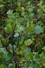 Betula glandulosa