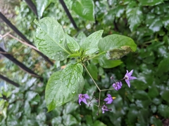 Solanum dulcamara