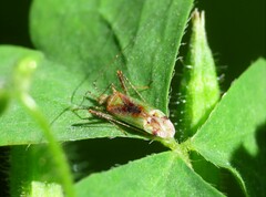 Phytocoris tibialis