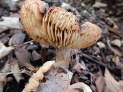 Agrocybe putaminum