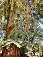 Sequoia