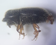 Scolytinae