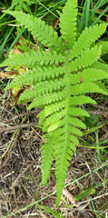 Phegopteris