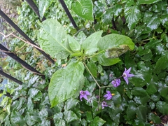 Solanum dulcamara