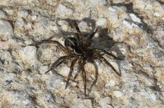 Artoriopsis