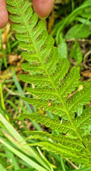 Phegopteris