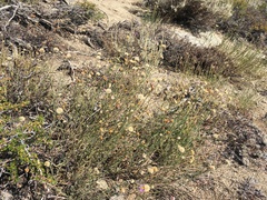 Erigeron breweri porphyreticus