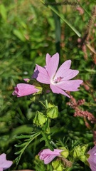 Malva moschata